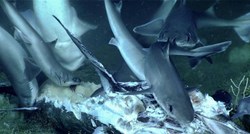 VIDEO Riba u jednom zalogaju progutala cijelog morskog psa